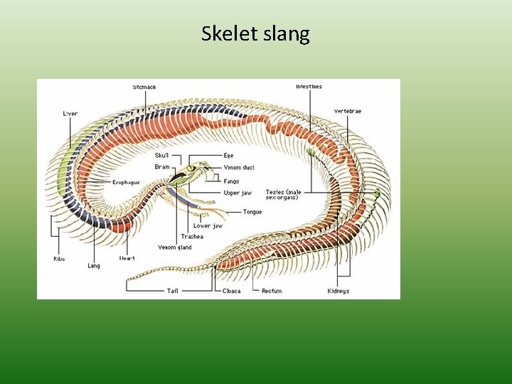 Skelet slang 