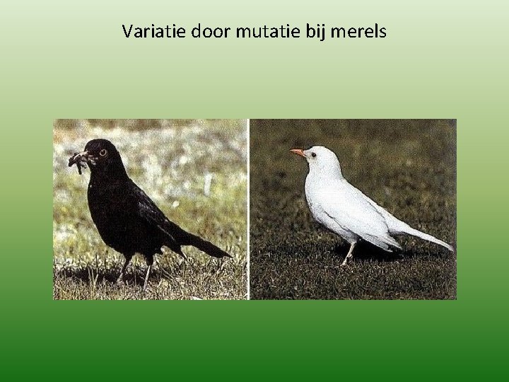 Variatie door mutatie bij merels 