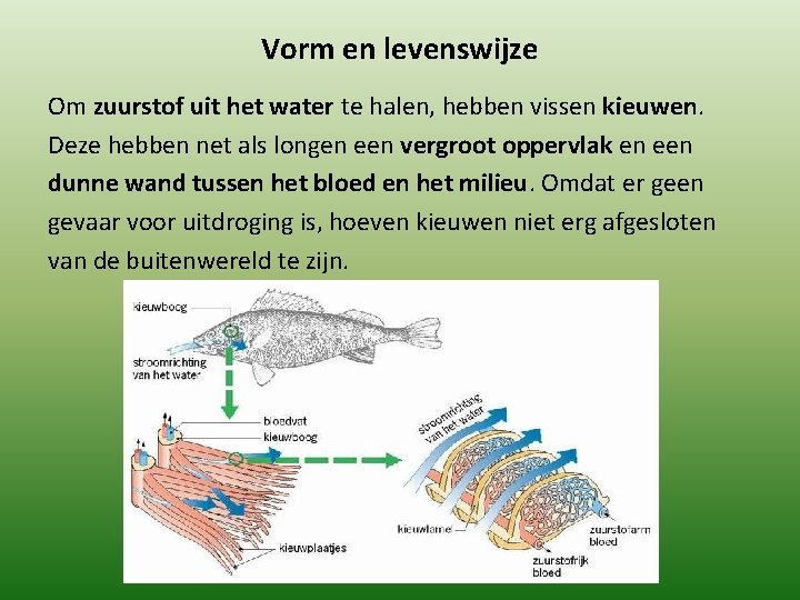 Vorm en levenswijze Om zuurstof uit het water te halen, hebben vissen kieuwen. Deze