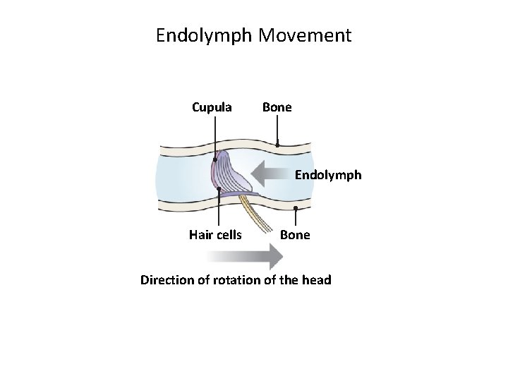 Endolymph Movement Cupula Bone Endolymph Hair cells Bone Direction of rotation of the head