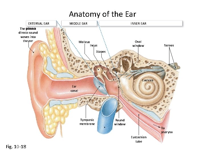 Anatomy of the Ear EXTERNAL EAR The pinna directs sound waves into the ear