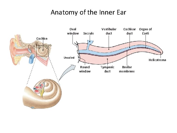 Anatomy of the Inner Ear Oval window Saccule Vestibular duct Cochlear Organ of duct
