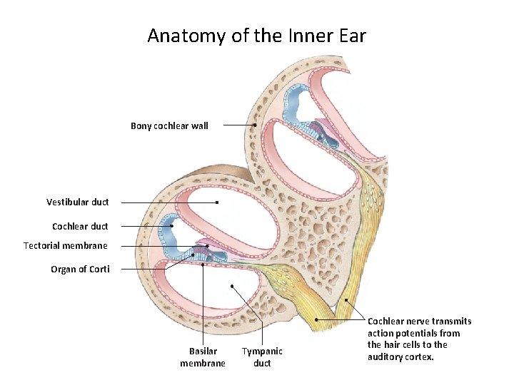 Anatomy of the Inner Ear Bony cochlear wall Vestibular duct Cochlear duct Tectorial membrane
