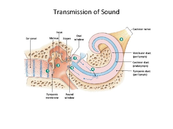 Transmission of Sound Cochlear nerve Incus Malleus Ear canal Oval window Stapes 5 Vestibular