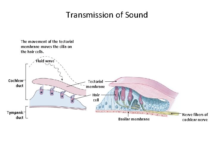 Transmission of Sound The movement of the tectorial membrane moves the cilia on the
