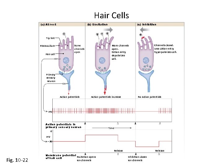 Hair Cells (a) At rest (b) Excitation (c) Inhibition Tip link Stereocilium Hair cell