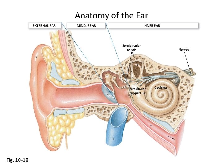 Anatomy of the Ear EXTERNAL EAR MIDDLE EAR INNER EAR Semicircular canals Vestibular appartus