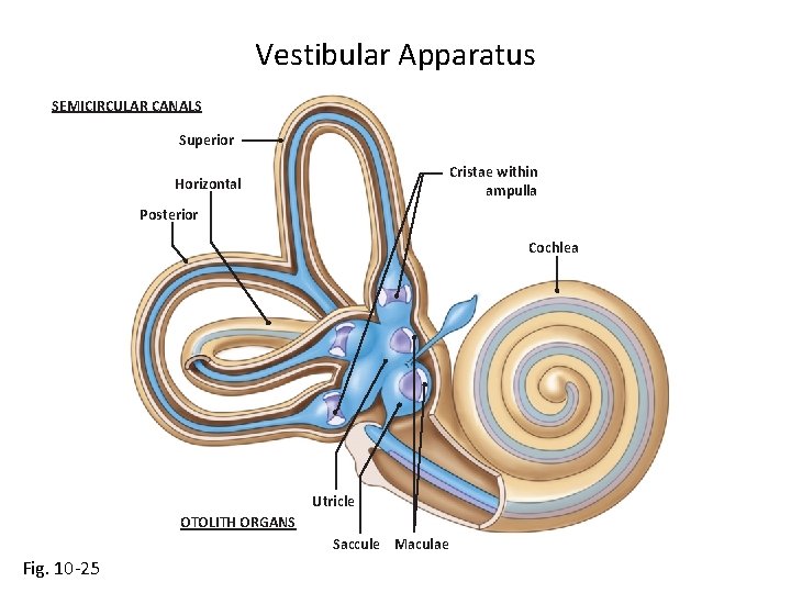 Vestibular Apparatus SEMICIRCULAR CANALS Superior Cristae within ampulla Horizontal Posterior Cochlea Utricle OTOLITH ORGANS