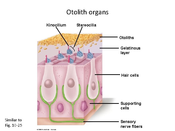 Otolith organs Kinocilium Stereocilia Otoliths Gelatinous layer Hair cells Supporting cells Similar to Fig.