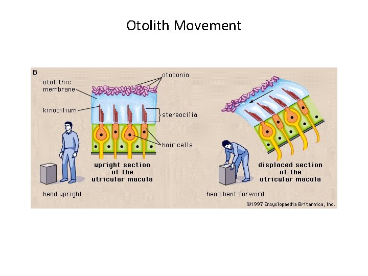 Otolith Movement 