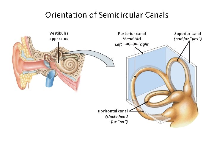 Orientation of Semicircular Canals Vestibular apparatus Posterior canal (head tilt) Left right Horizontal canal