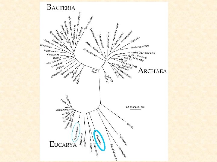 Information processing by slime molds Frances Taschuk May