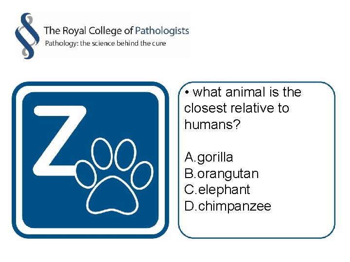  • what animal is the closest relative to humans? A. gorilla B. orangutan