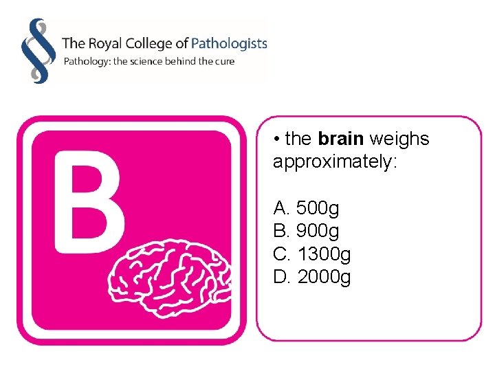  • the brain weighs approximately: A. 500 g B. 900 g C. 1300