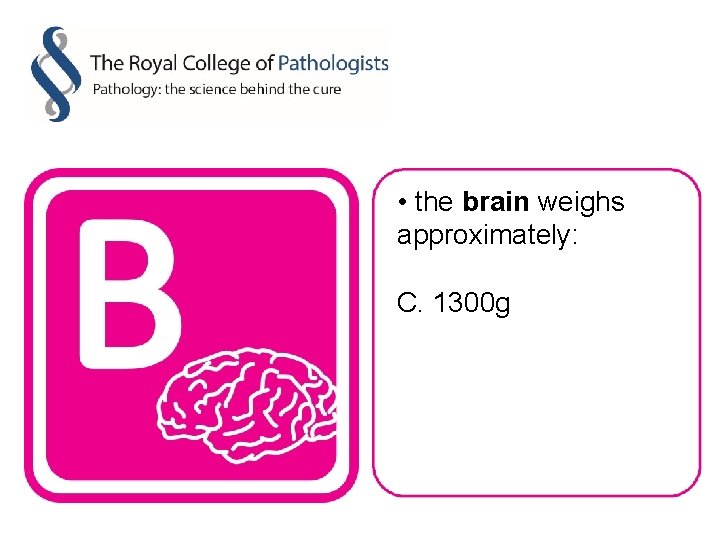  • the brain weighs approximately: C. 1300 g 