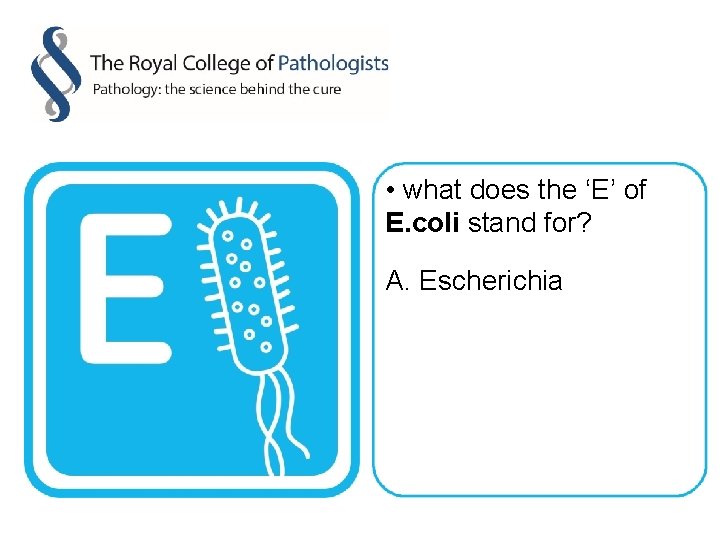  • what does the ‘E’ of E. coli stand for? A. Escherichia 