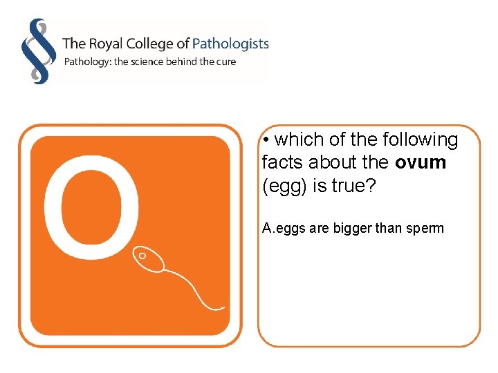  • which of the following facts about the ovum (egg) is true? A.