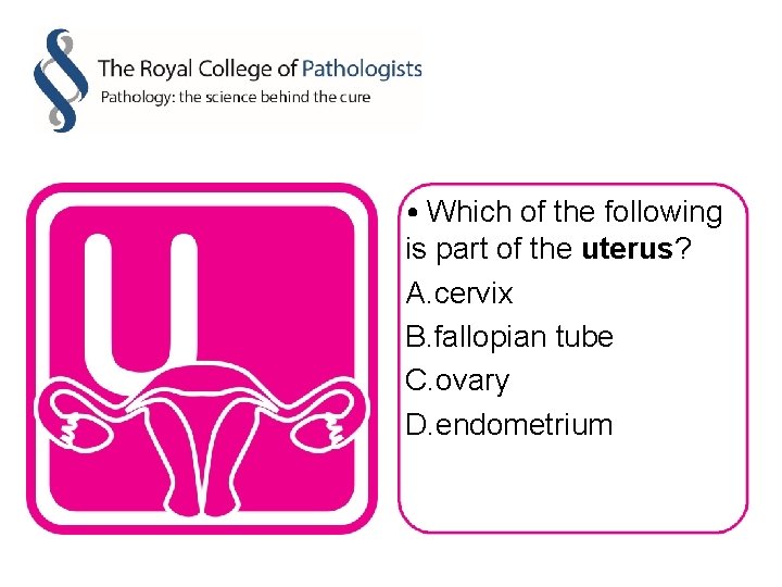  • Which of the following is part of the uterus? A. cervix B.