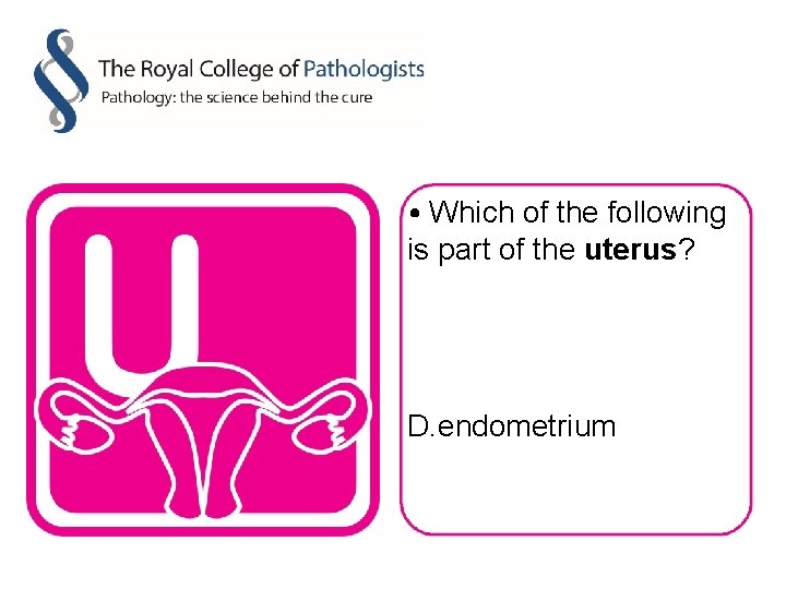  • Which of the following is part of the uterus? D. endometrium 