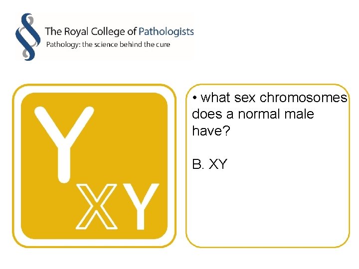  • what sex chromosomes does a normal male have? B. XY 