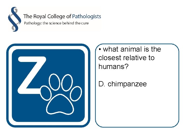  • what animal is the closest relative to humans? D. chimpanzee 