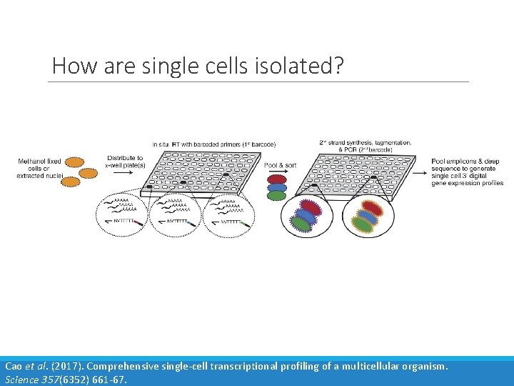 How are single cells isolated? Cao et al. (2017). Comprehensive single-cell transcriptional profiling of