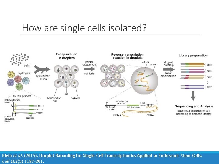 How are single cells isolated? Klein et al. (2015). Droplet Barcoding for Single-Cell Transcriptomics