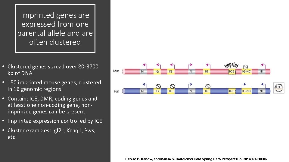 Imprinted genes are expressed from one parental allele and are often clustered • Clustered