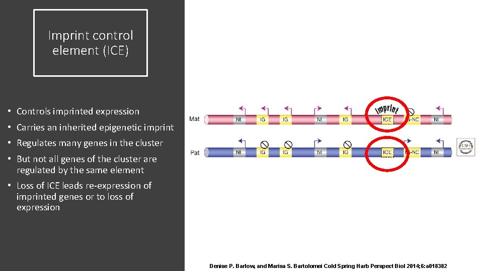 Imprint control element (ICE) • Controls imprinted expression • Carries an inherited epigenetic imprint