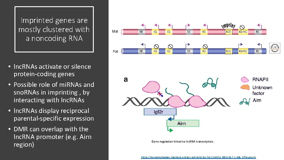 Imprinted genes are mostly clustered with a noncoding RNA • lnc. RNAs activate or