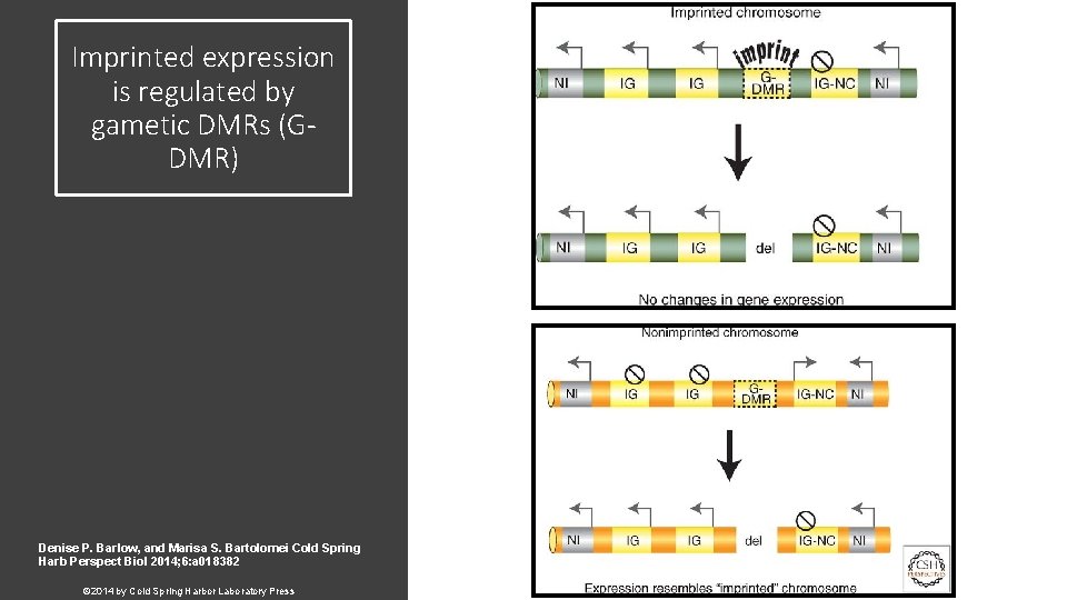 Imprinted expression is regulated by gametic DMRs (GDMR) Denise P. Barlow, and Marisa S.