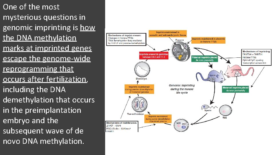 One of the most mysterious questions in genomic imprinting is how the DNA methylation