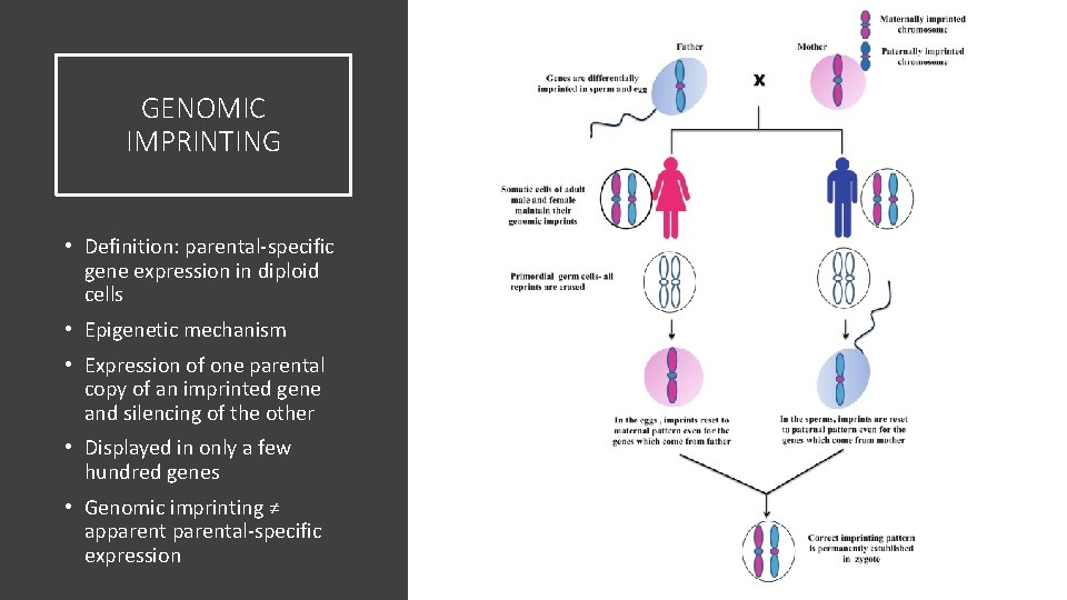 GENOMIC IMPRINTING • Definition: parental-specific gene expression in diploid cells • Epigenetic mechanism •