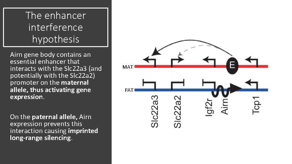 The enhancer interference hypothesis Airn gene body contains an essential enhancer that interacts with