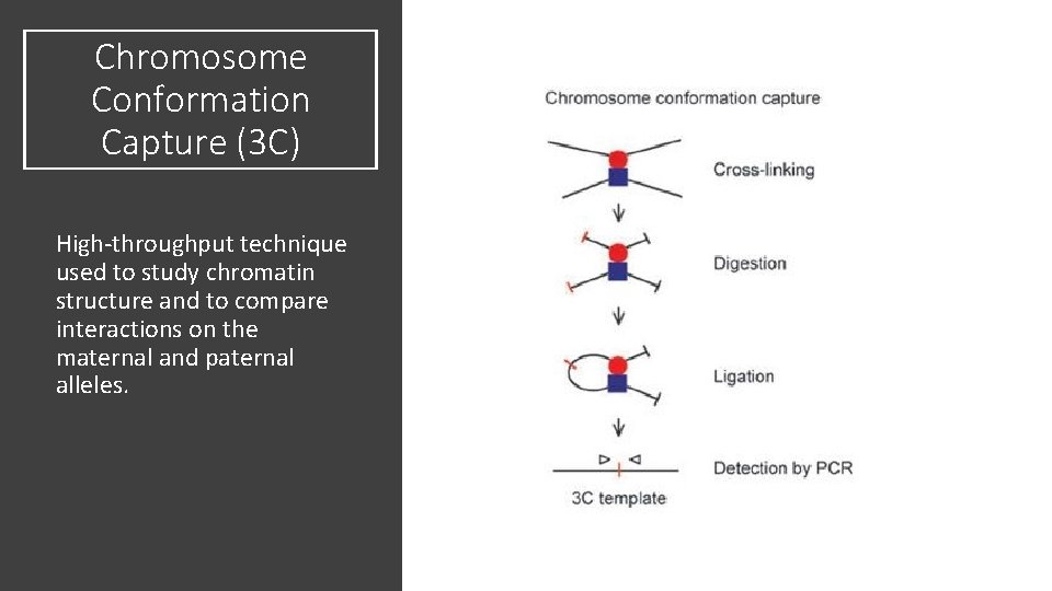 Chromosome Conformation Capture (3 C) High-throughput technique used to study chromatin structure and to