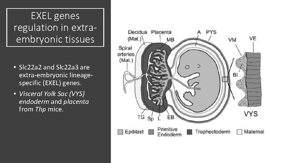 EXEL genes regulation in extraembryonic tissues • Slc 22 a 2 and Slc 22