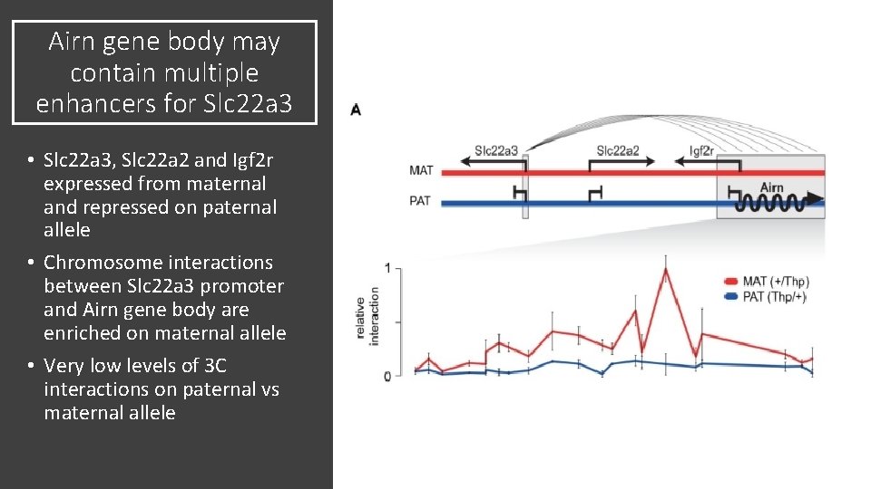 Airn gene body may contain multiple enhancers for Slc 22 a 3 • Slc