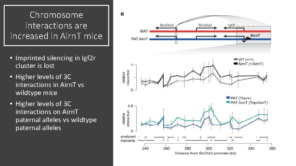 Chromosome interactions are increased in Airn. T mice • Imprinted silencing in Igf 2