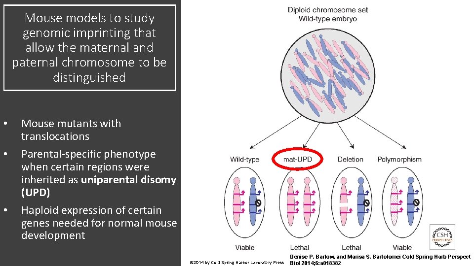 Mouse models to study genomic imprinting that allow the maternal and paternal chromosome to