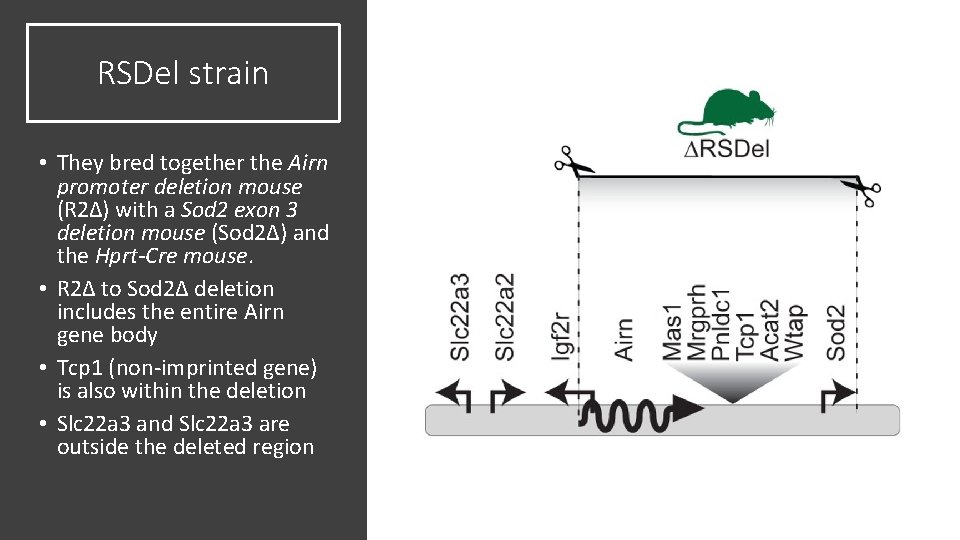 RSDel strain • They bred together the Airn promoter deletion mouse (R 2Δ) with