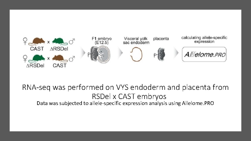 RNA-seq was performed on VYS endoderm and placenta from RSDel x CAST embryos Data