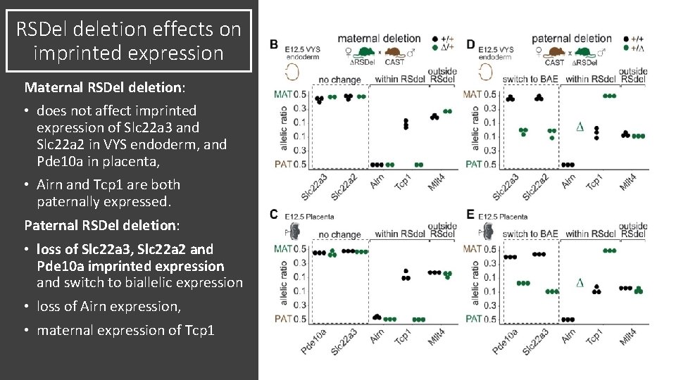 RSDel deletion effects on imprinted expression Maternal RSDel deletion: • does not affect imprinted