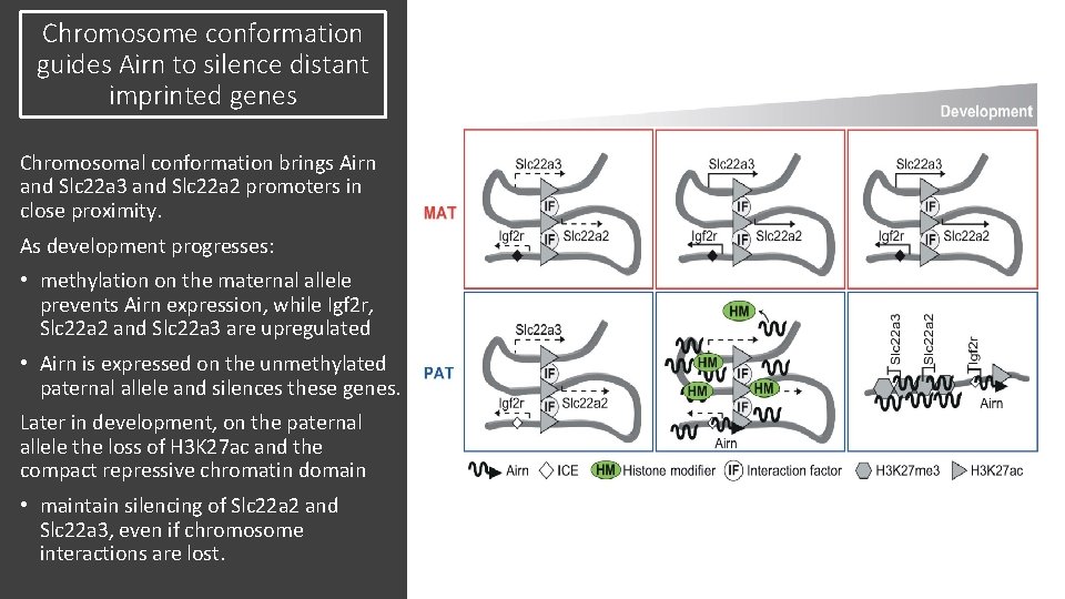 Chromosome conformation guides Airn to silence distant imprinted genes Chromosomal conformation brings Airn and