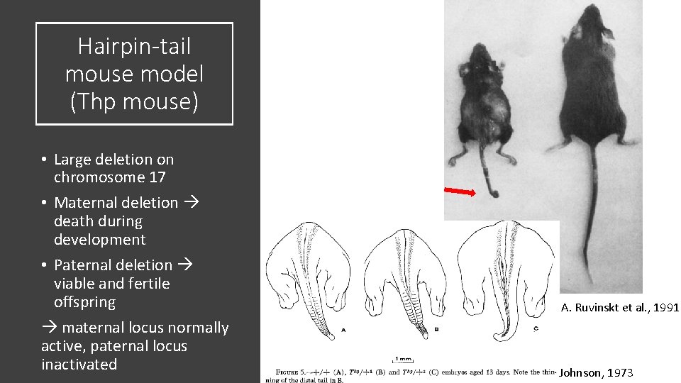 Hairpin-tail mouse model (Thp mouse) • Large deletion on chromosome 17 • Maternal deletion