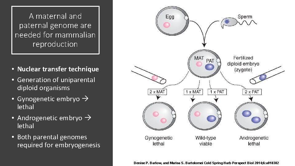 A maternal and paternal genome are needed for mammalian reproduction • Nuclear transfer technique