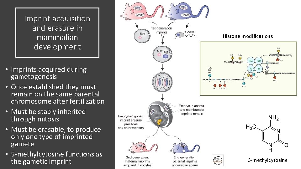 Imprint acquisition and erasure in mammalian development • Imprints acquired during gametogenesis • Once