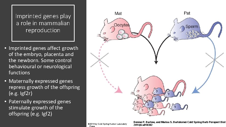 Imprinted genes play a role in mammalian reproduction • Imprinted genes affect growth of