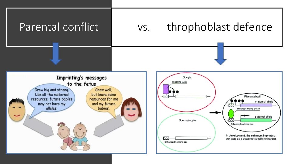 Parental conflict vs. throphoblast defence 