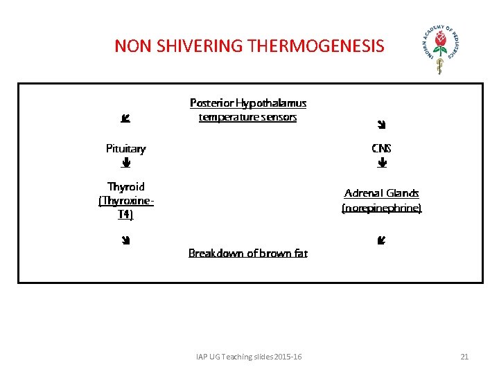 NON SHIVERING THERMOGENESIS IAP UG Teaching slides 2015 -16 21 