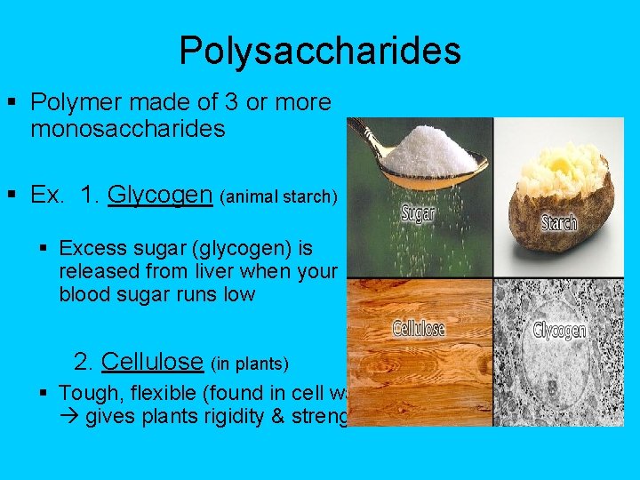 Polysaccharides § Polymer made of 3 or more monosaccharides § Ex. 1. Glycogen (animal